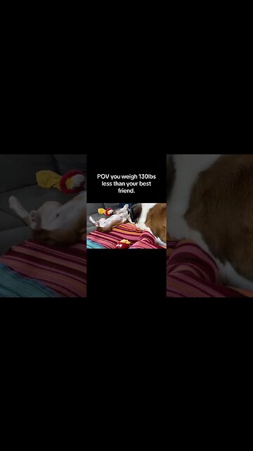 Back when we brought Clyde and Norman home. #dog #puppy #cute