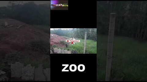 ZOO, BICHANOS PARA TODO LADO