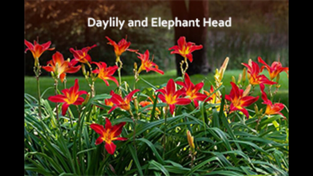 PFTTOT Part 186 Benefits of Daylily and Elephant Head