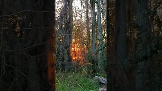 Sunset through trees - Banks Lake NWR #shorts