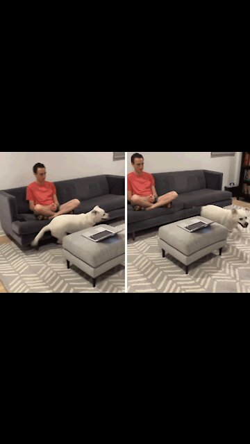 Needy Labrador Humorously Demands Owner's Attention