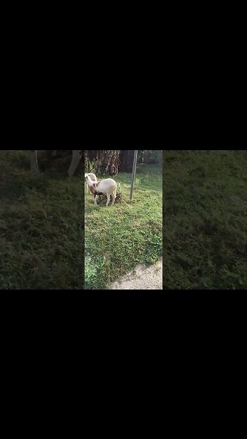 The GOATS Of Store Bay Local Road #shorts