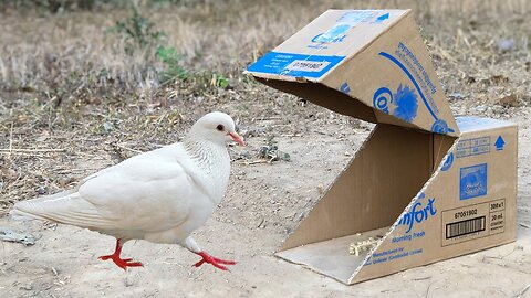 Experiment : Making Pigeon Bird Trap using Paper Box