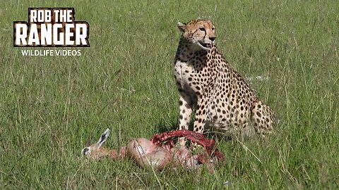 Cheetah Feasting | Maasai Mara Safari | Zebra Plains