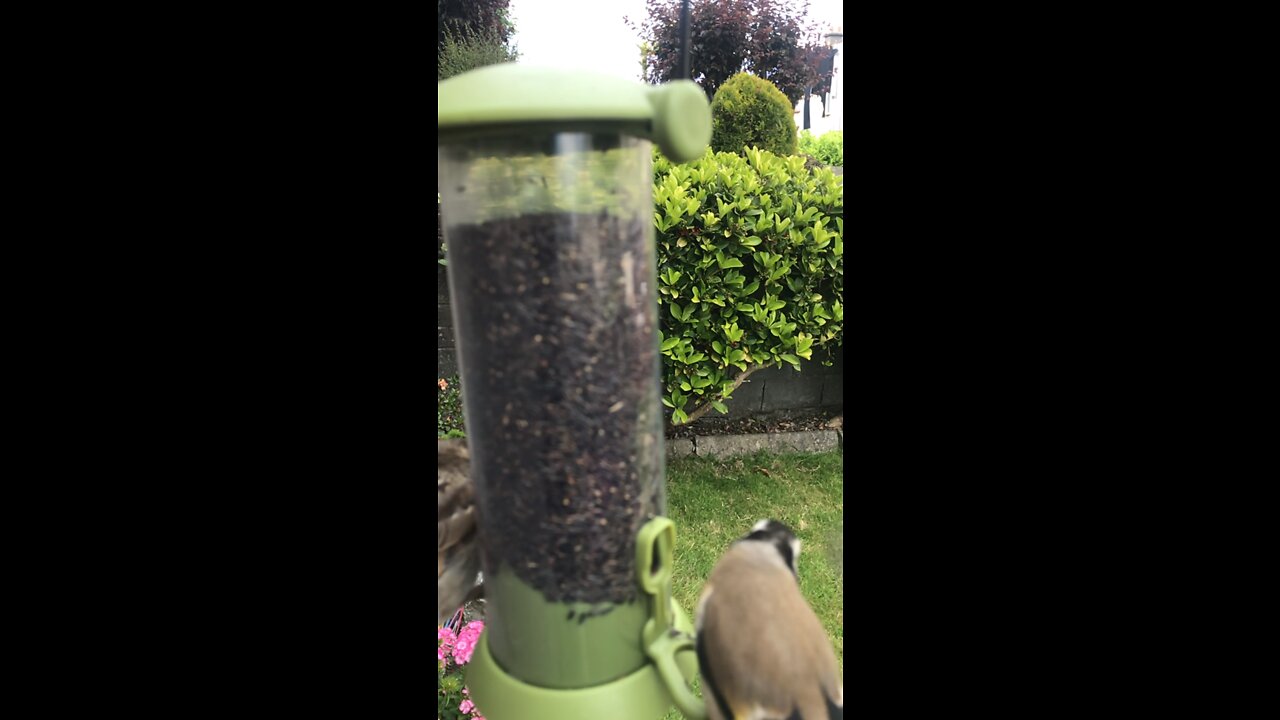 Goldfinch Feeding