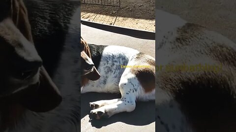 She's making sure no one bothers her while she's sunbathing!