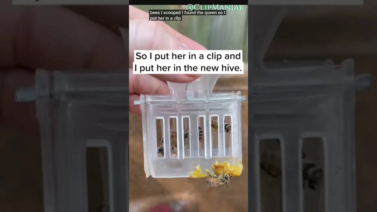 Fearlessly Saving Bee Hive WITHOUT Protective Gear. Would you do this? #shorts #bee #subscribe #sub
