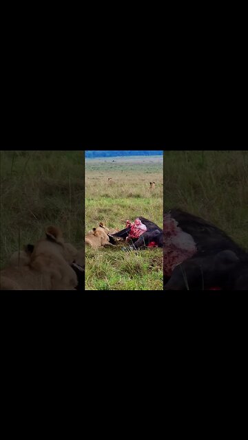 Paradise Lions Eating A Buffalo #shorts | #ShortsAfrica | #Augdailyshorts