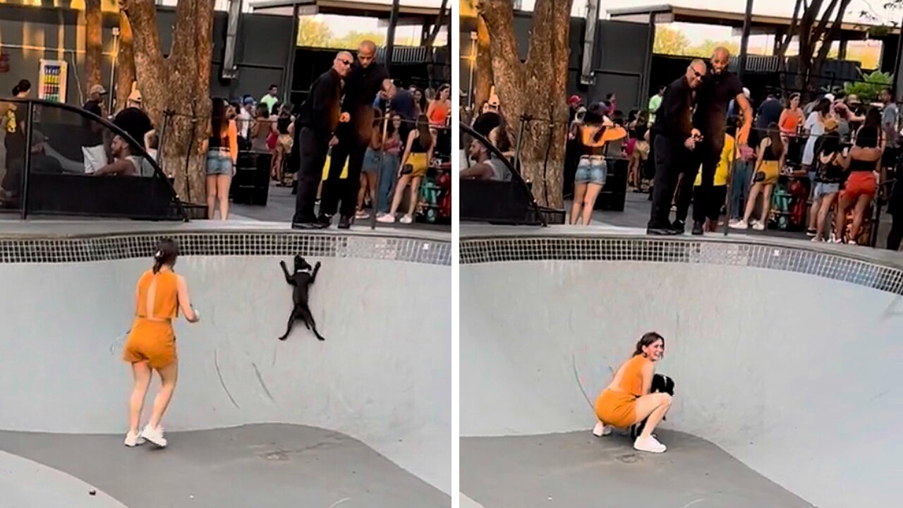 Dog Tries To Climb Up Skateboarding Rink, Hilariously Fails