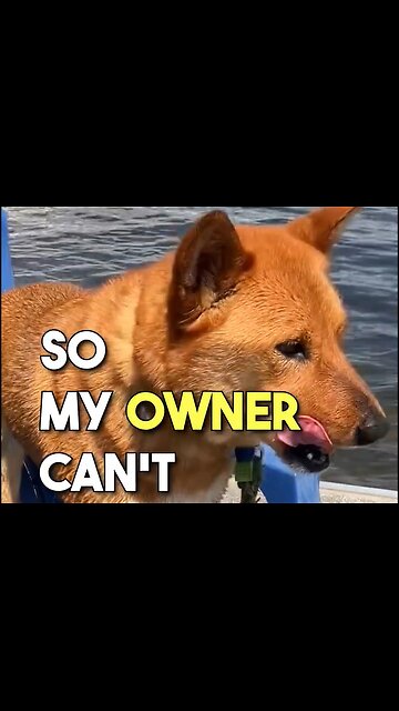 Dad jokes told by Dogs #dadjoke #dogjokes