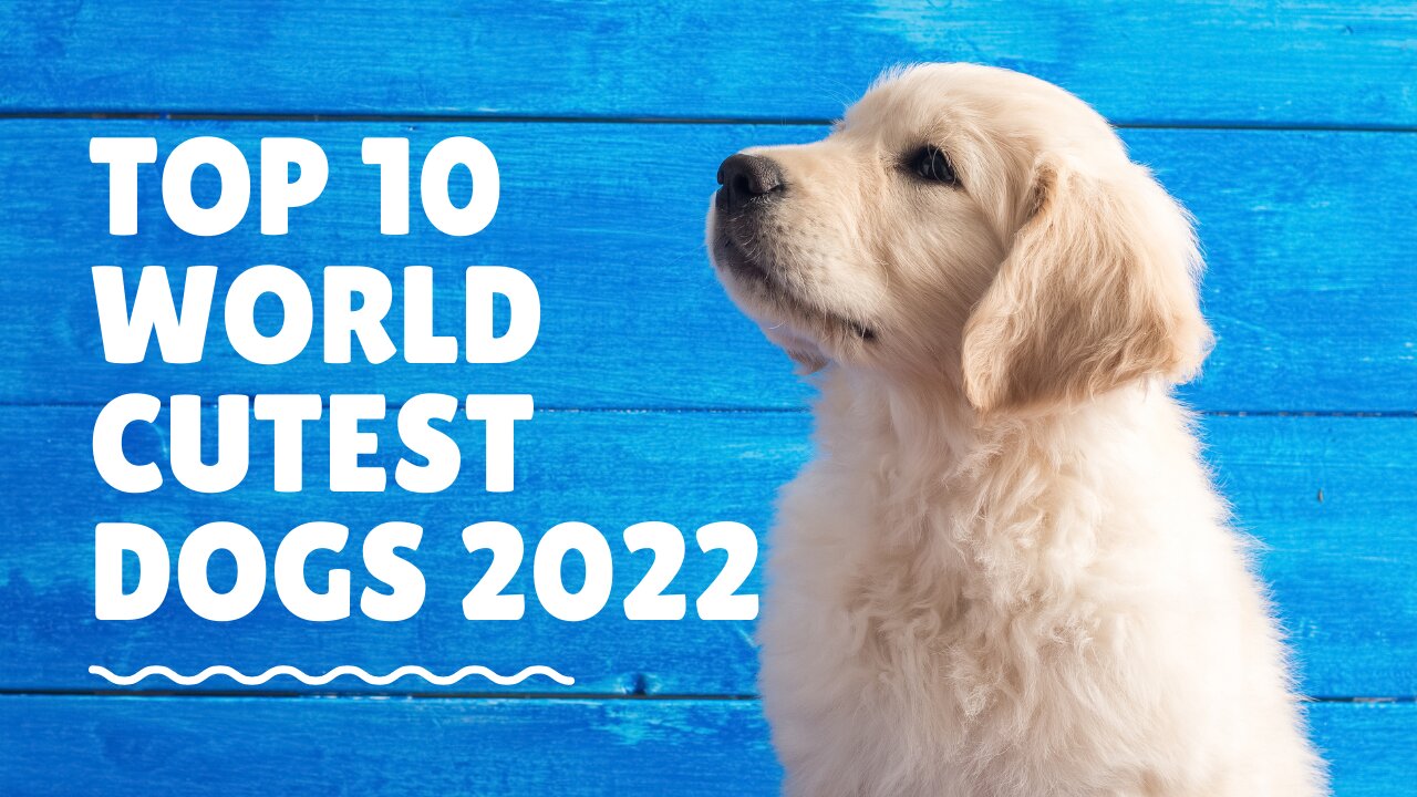 World Top Ten Cutest Dog breeds 2022