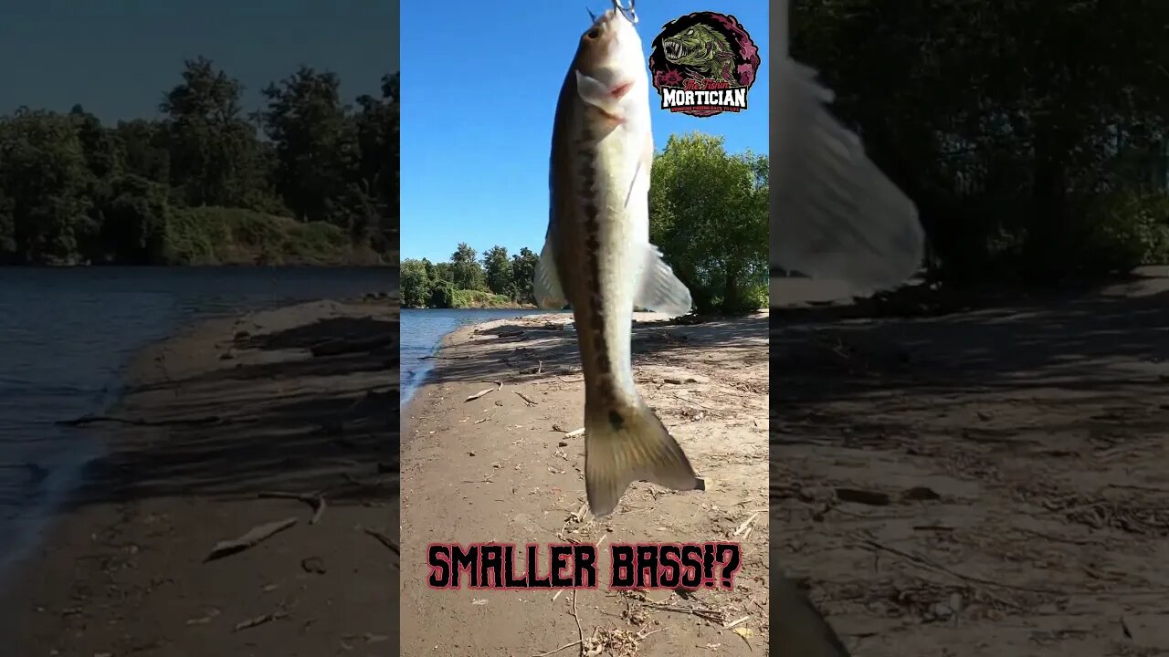 Worlds SMALLEST - ER Bass! OzarkBassinTV Vs T.F.M! #bassfishing #shorts