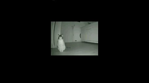 Cat:I can see you😼💀