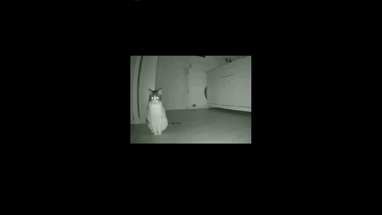 Cat:I can see you😼💀
