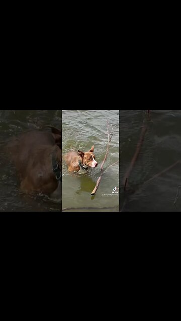 Swimming at the lake.