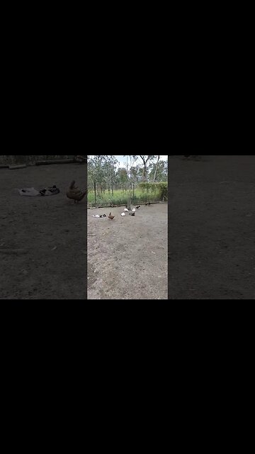 Good afternoon Ducks