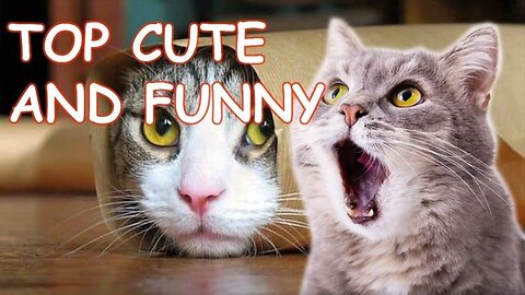 Funniest cats and dogs video, 🤣😍 2024 , Funny animal video, funny cat video funny kittens ✨