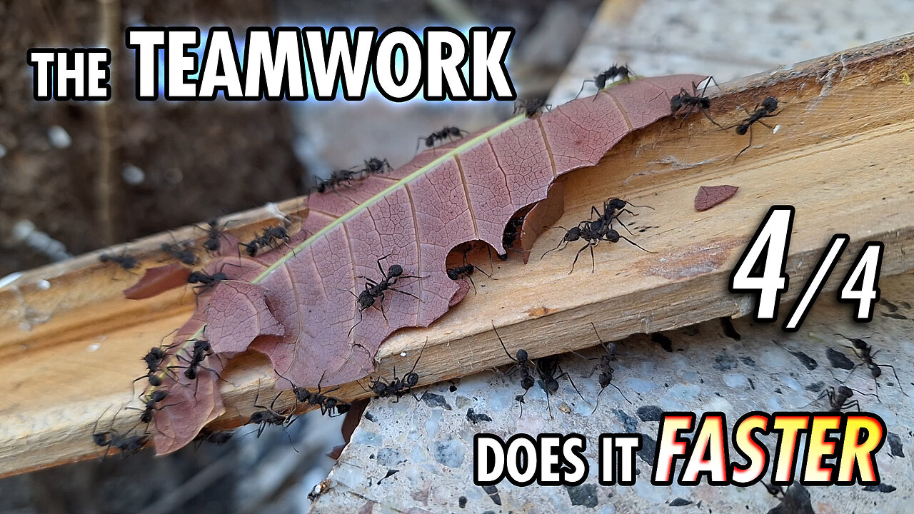 Ants working over the "plank-bridge" - 4/4