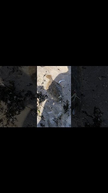 Lots of keepers at beach today long island flukes