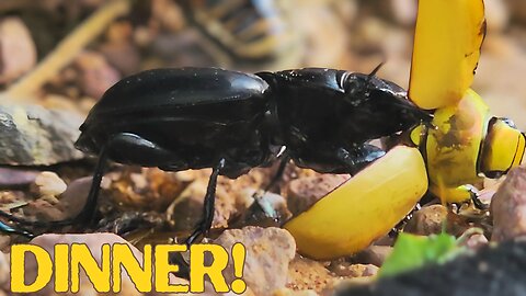 Desert Stink Beetle Devours Yellow Beetle