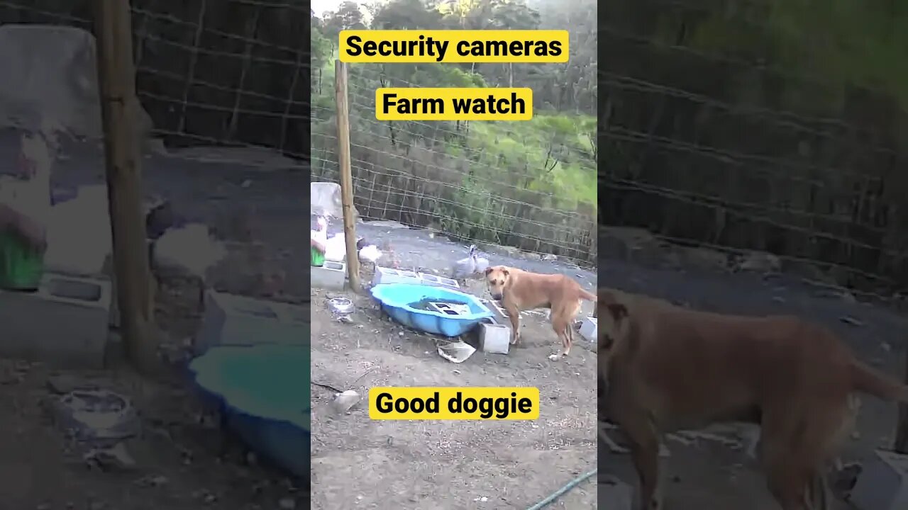 Dog doesn’t bother geese during feed time