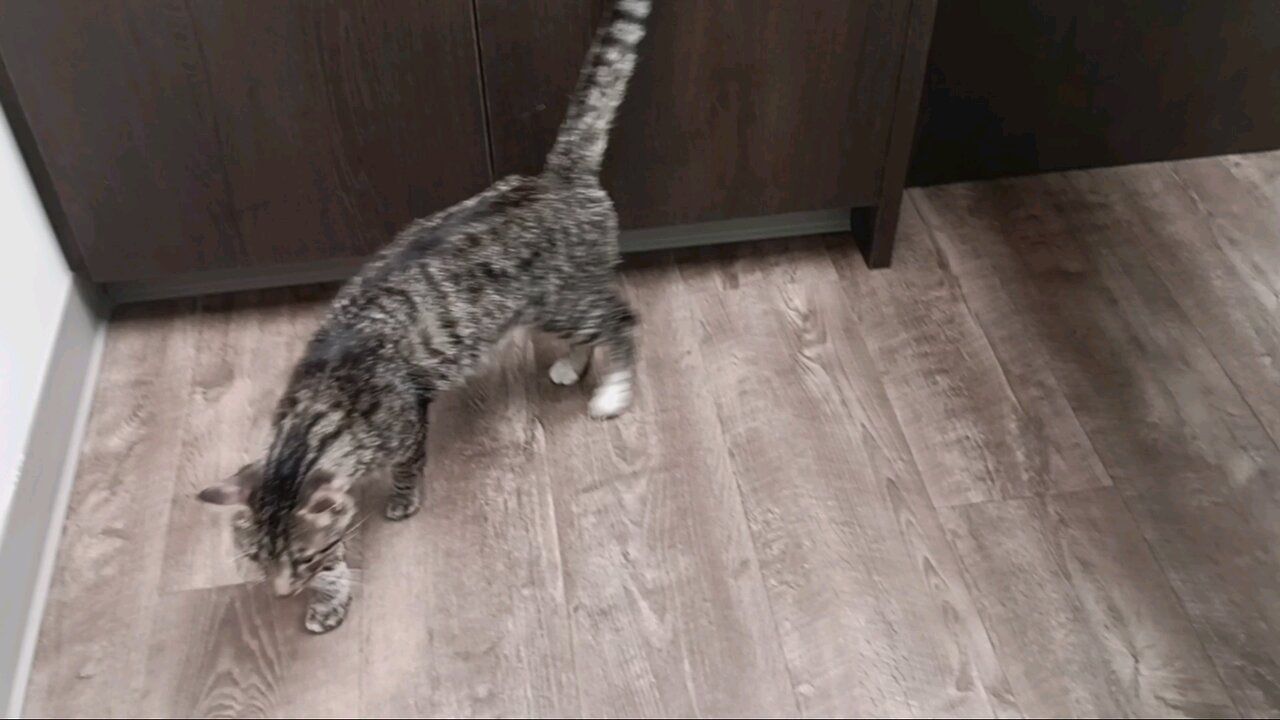 my guard cat at the vets