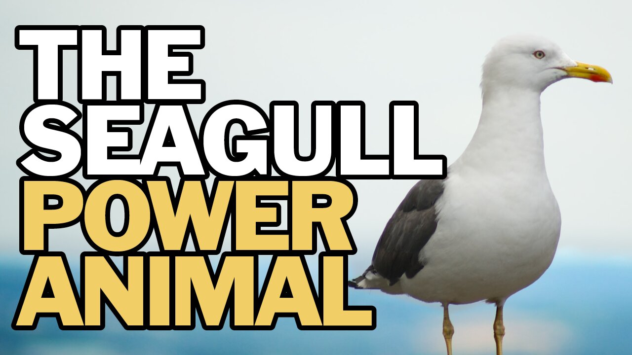 The Seagull Power Animal