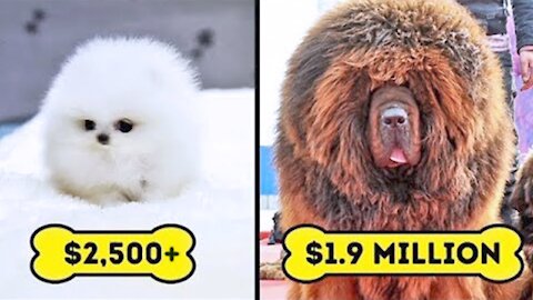 15 Most Expensive Dogs in the World