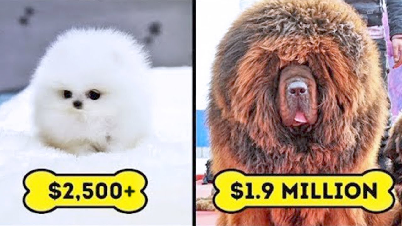 15 Most Expensive Dogs in the World