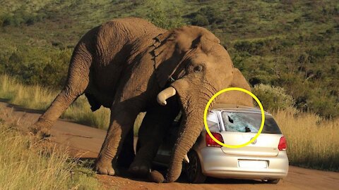 Big elephant attack to small car