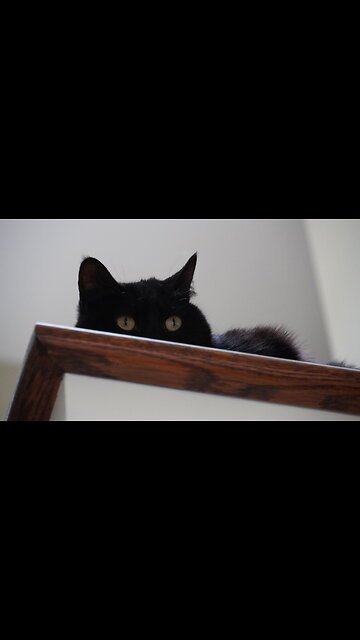 My Cat Is Scary. And I Love Her.