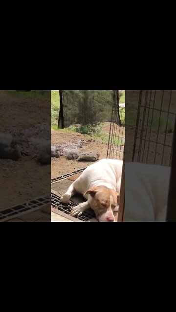 A dog and his guinea fowl keets 💕