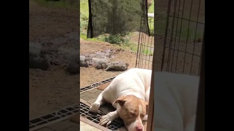 A dog and his guinea fowl keets 💕