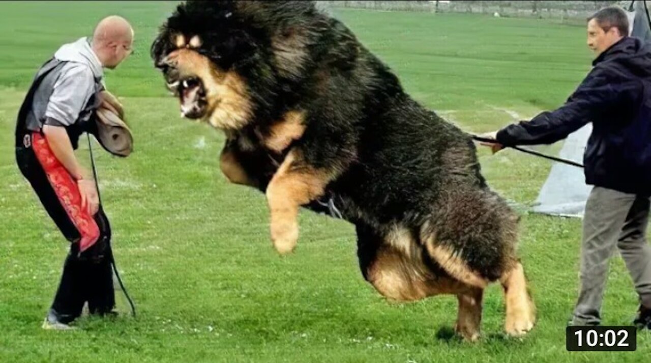 illegal dogs that are banned around the world.|| Biggest guard dogs in the world