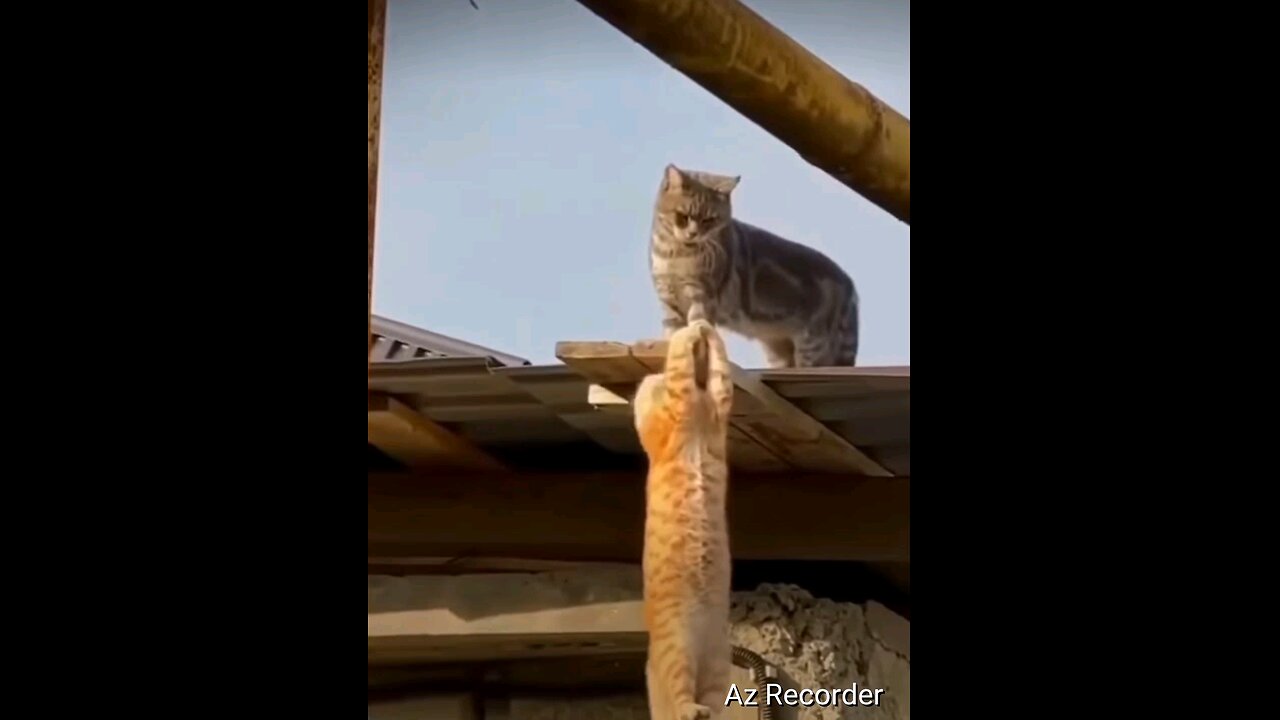 The Lion King in real life - Cat version