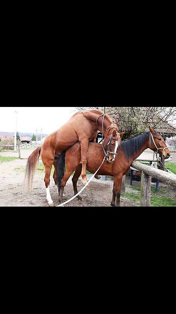 Horse sex|سکس اسپ