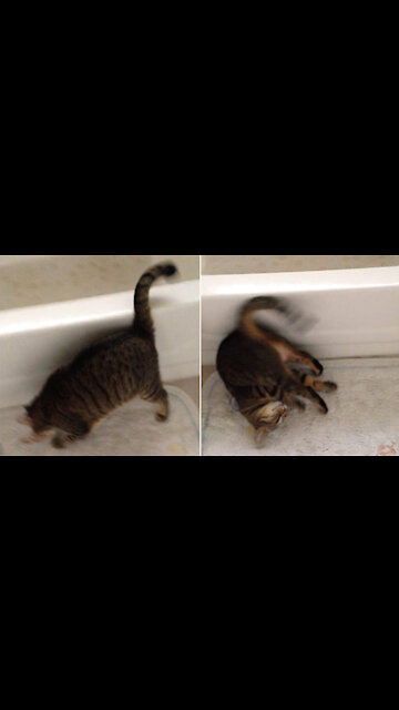 Cat does Somersault (funny cat gymnastics)