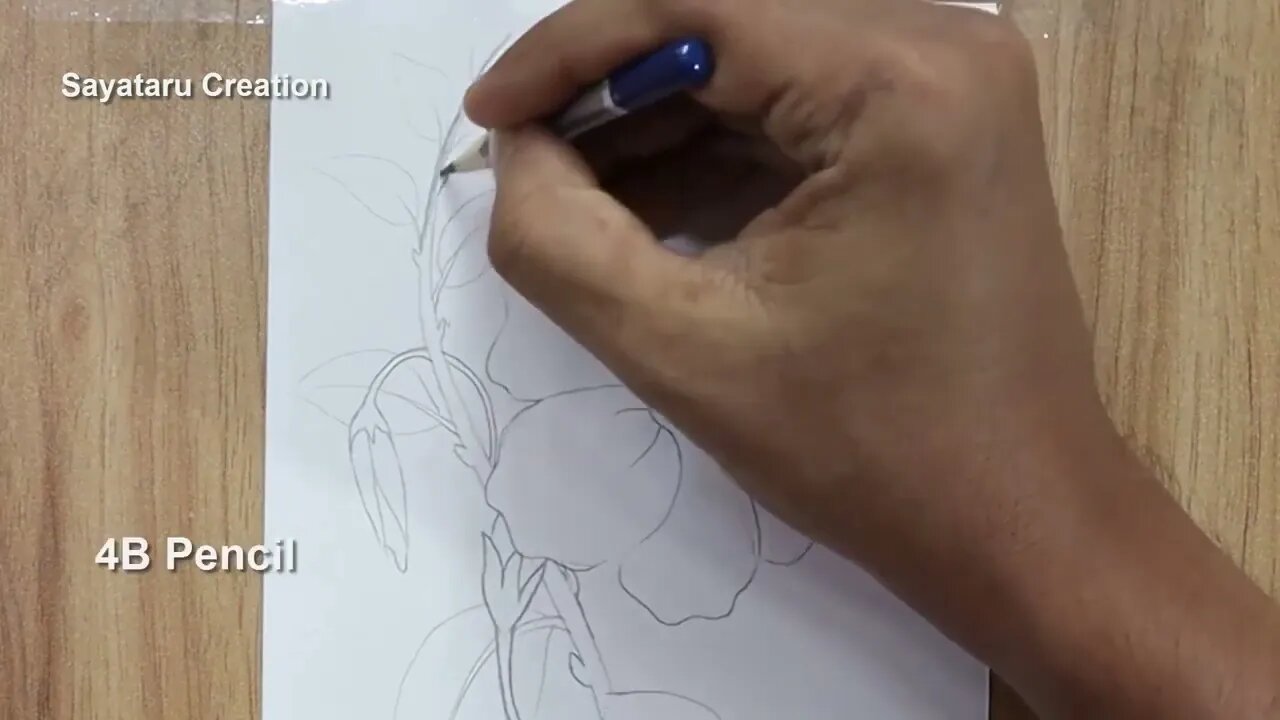 How to draw a hibiscus flower step by step pencil sketch