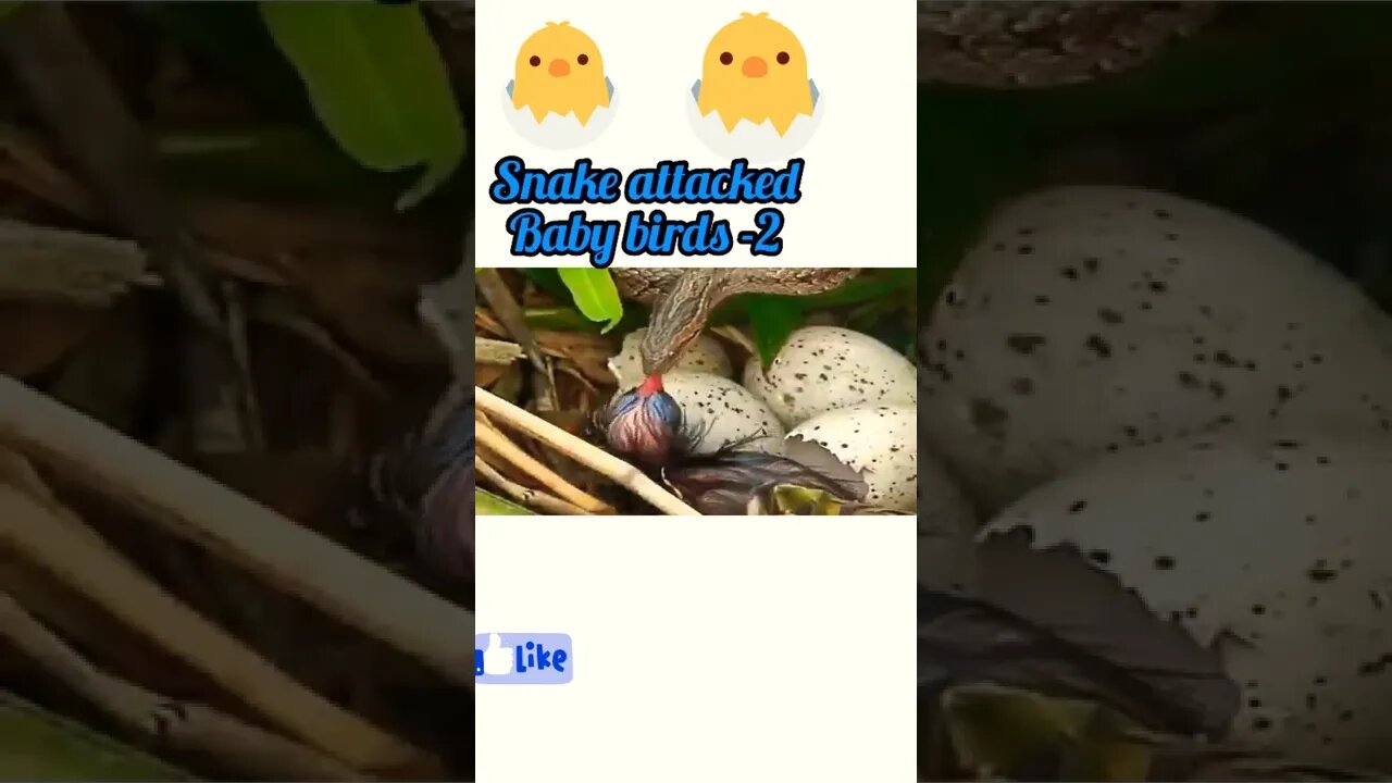 Snake 🐍 attacked to baby birds|part -2
