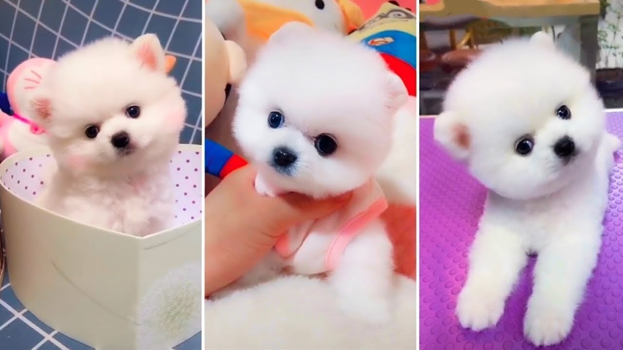 Funny Cute Mini Pomeranian