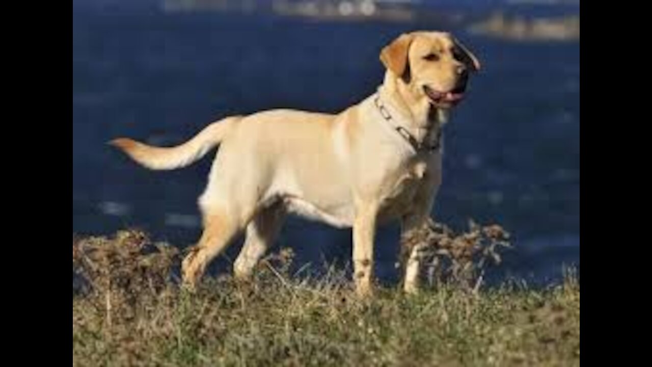 Labrador dog loves to swim