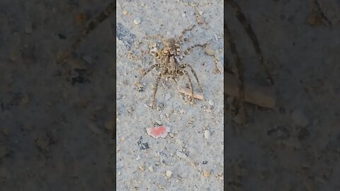 angry wolf spider