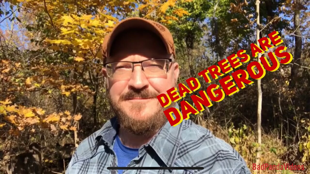 Dead trees are dangerous￼