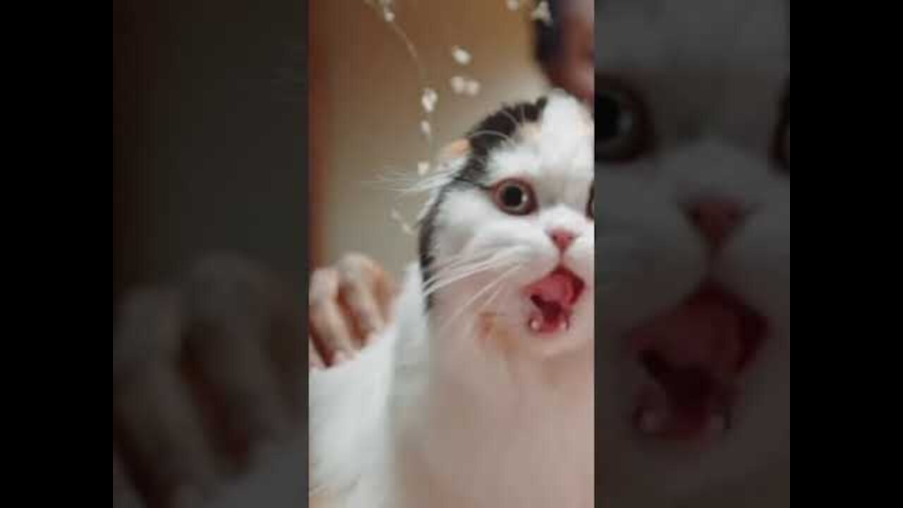 Funny cat video animal 😆short