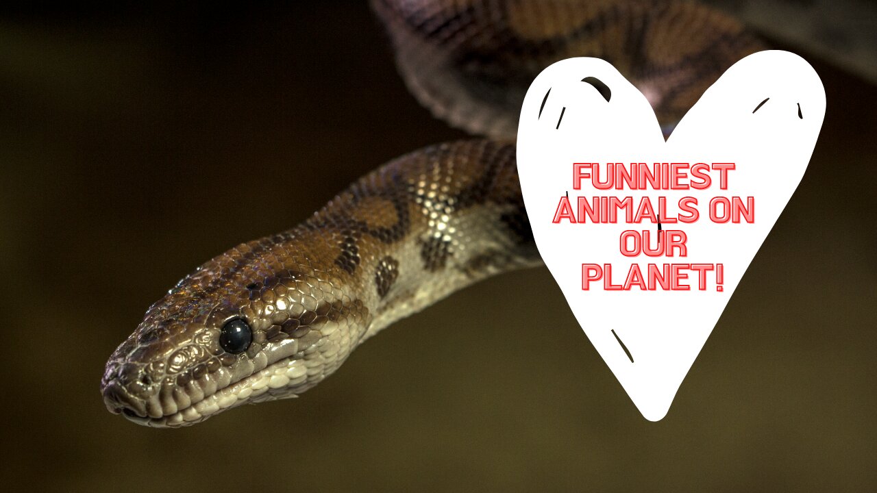 FUNNIEST ANIMALS ON OUR PLANET!😹😹😹