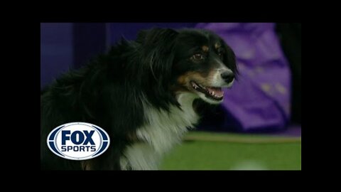 The best of 2019 WKC Masters Agility Championship | FOX SPORTS