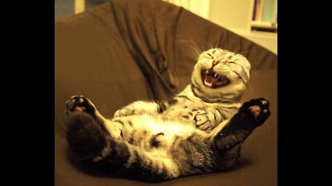 Different_Cats _voices_thats_make_you_laugh