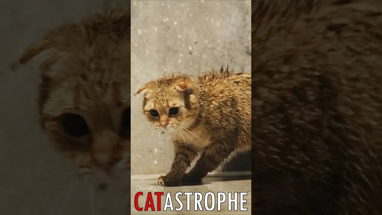 😼 #CATASTROPHE - Liquid Joy: A Playful Feline's Watery Dream 🐈