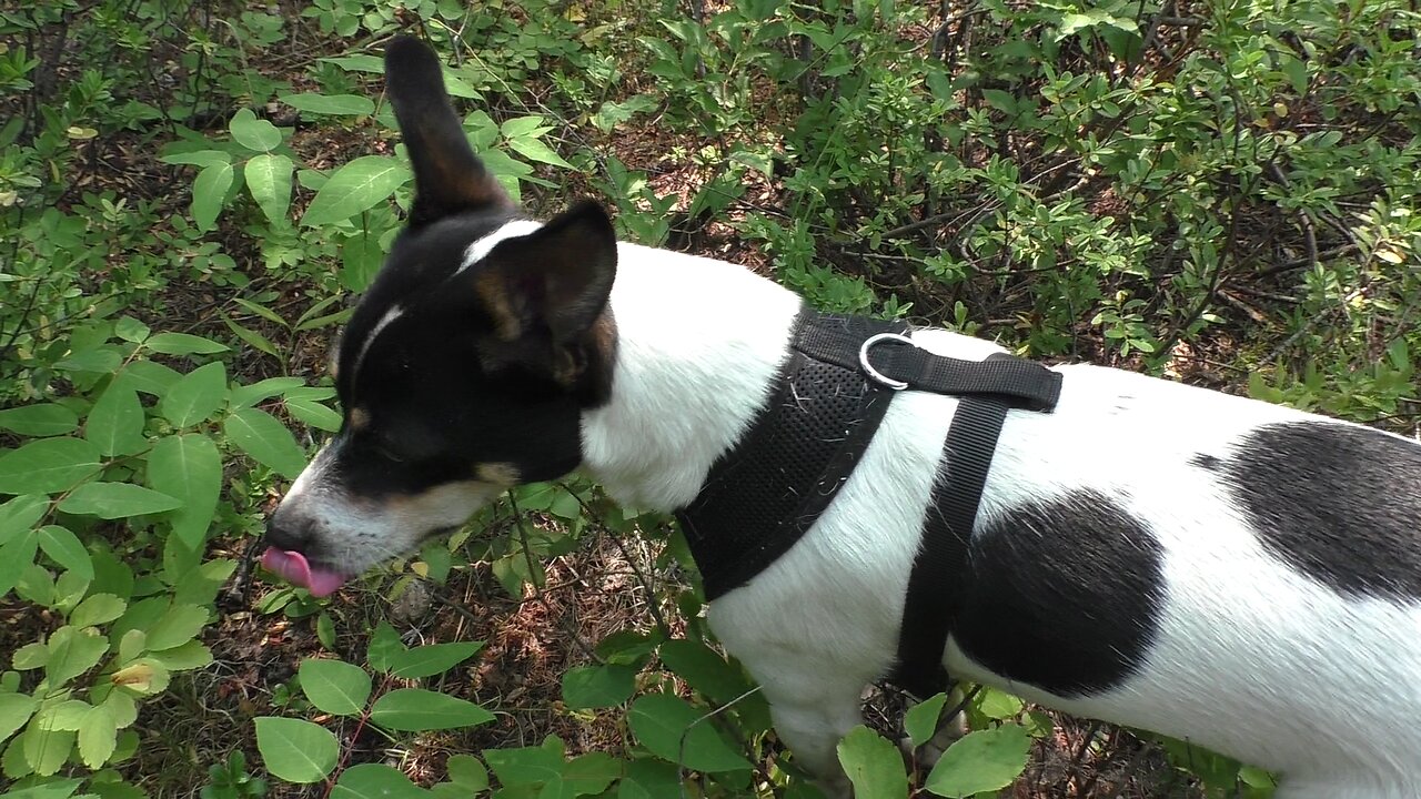 Dog finds berries