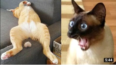 Funniest Animal video - Best Of the 2021 animal funny video